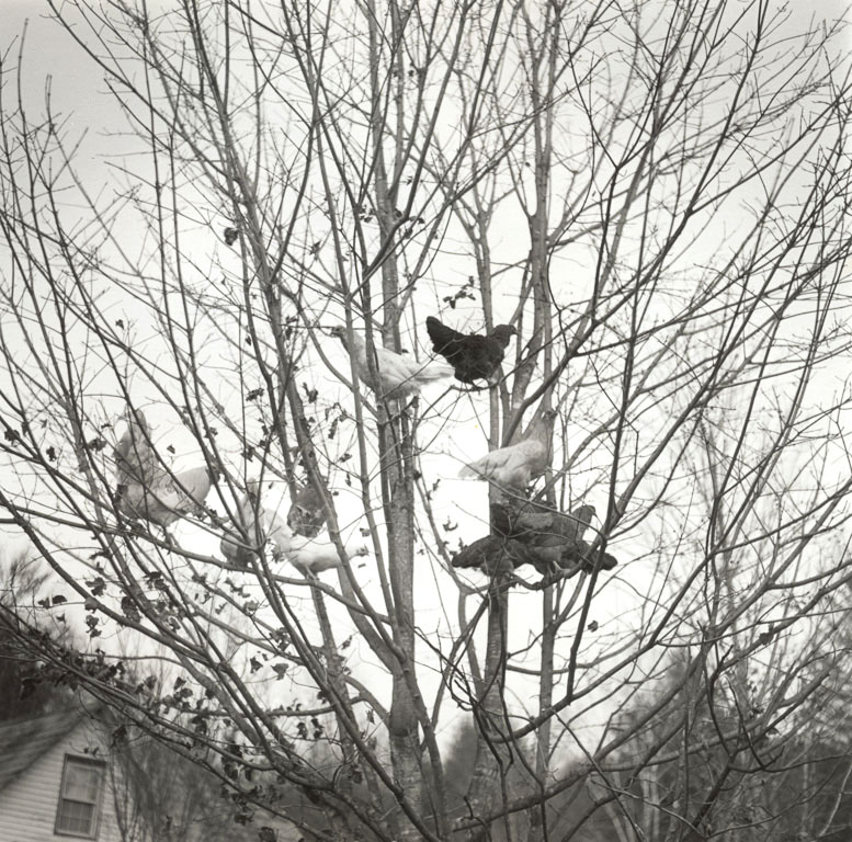 black and white image of chickens in a tree