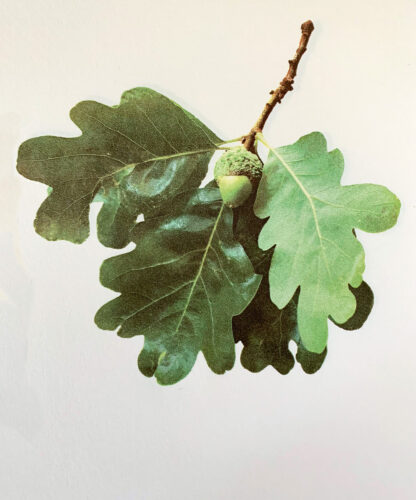 Rebecca Chamlee, Giant: A Deity with Leaves, letterpress from photopolymer plates on Zerkall book wove paper, 11-1/4 x 7-3/4 inches