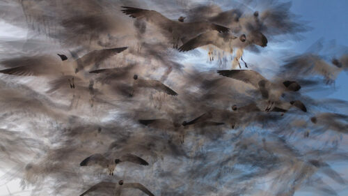 Jeff Goodman, Gulls, digital photograph